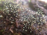 Fluviostroma wrightii image