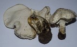 Echinoderma asperum image