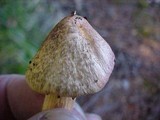Chroogomphus tomentosus image