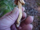 Chroogomphus tomentosus image