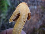 Chroogomphus tomentosus image