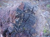 Echinodontium tinctorium image
