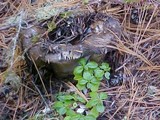 Russula nigricans image