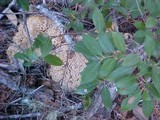 Sparassis crispa image