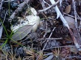 Cantharellus subalbidus image