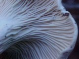 Cantharellus subalbidus image
