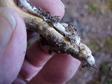 Chroogomphus tomentosus image
