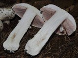 Agaricus moelleri image