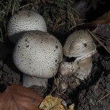 Agaricus moelleri image