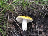 Russula lutea image