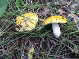 Russula lutea image