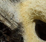 Fuligo septica image