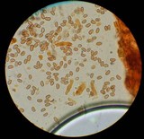 Pholiota granulosa image