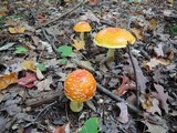 Amanita chrysoblema image