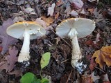 Amanita chrysoblema image