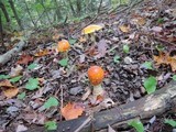 Amanita chrysoblema image