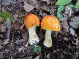 Amanita chrysoblema image