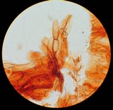 Pholiota granulosa image