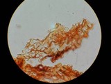 Pholiota granulosa image