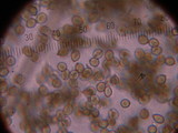 Handkea utriformis var. hungarica image