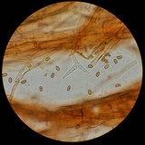 Pholiota granulosa image