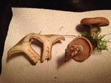 Lactarius chelidonium image