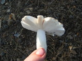 Russula crustosa image
