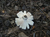 Russula crustosa image