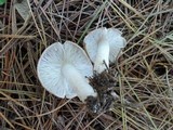 Tricholoma scalpturatum image