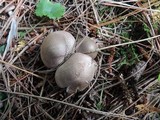 Tricholoma scalpturatum image