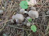 Tricholoma scalpturatum image