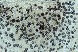 Porpidia albocaerulescens var. albocaerulescens image