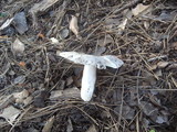 Russula crustosa image
