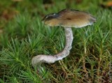 Psilocybe baeocystis image