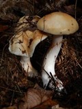 Cortinarius vibratilis image