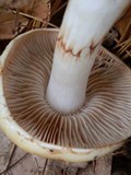 Cortinarius vibratilis image
