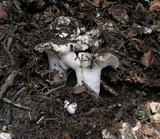Hygrophorus subalpinus image