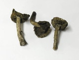 Inocybe sierraensis image