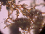 Handkea utriformis var. hungarica image