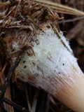 Rhodocollybia butyracea image