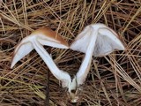 Rhodocollybia butyracea image