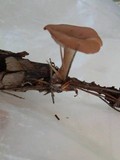 Clitocybe diatreta image