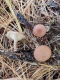 Clitocybe diatreta image