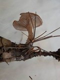 Clitocybe diatreta image