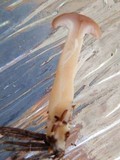 Clitocybe diatreta image