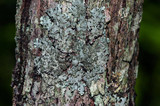 Parmelinopsis minarum image