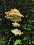 Climacocystis borealis image