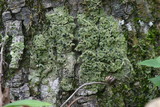 Bacidia schweinitzii image