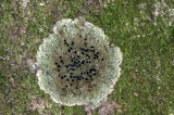 Bacidia schweinitzii image