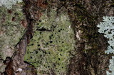 Bacidia schweinitzii image